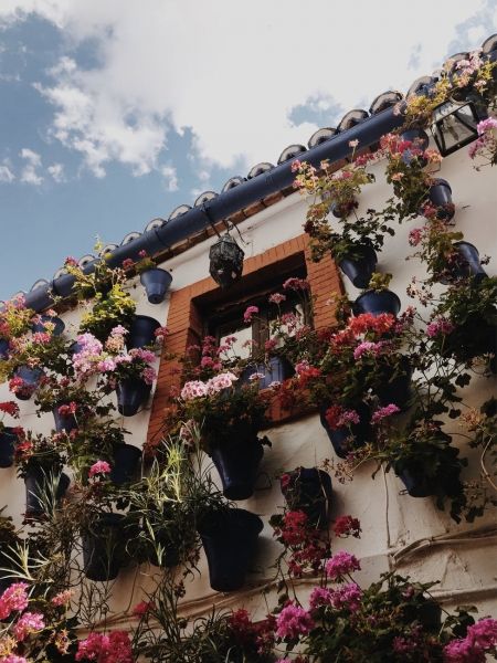 10 прекрасни цветя в саксии за вашия балкон!