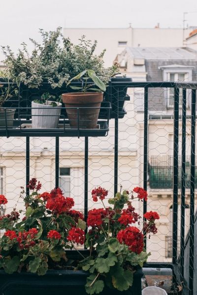 6 + 1 разкошни растения за сенчестите ъгли на вашия балкон!